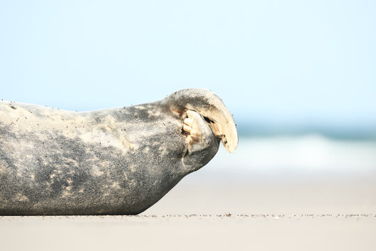 Sea lion hind flipper close-up with fur texture