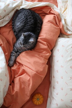 Cute Scottish straight cat, orange pumpkin in warm cozy bed, cozy autumn home interior. Autumn home decor. Cozy fall mood. Thanksgiving. Halloween.
