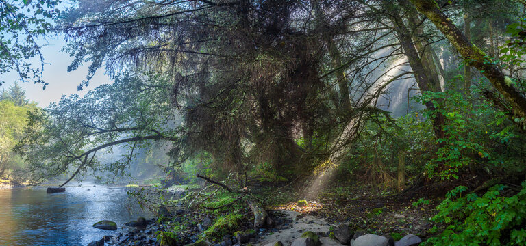 Beautiful wide panoramic view of a hiking trail in a mysterious misty green forest at sunrise