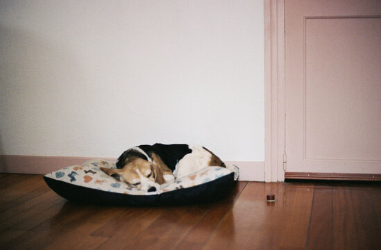 Beagle sleeping in pet bed on wooden floor at home