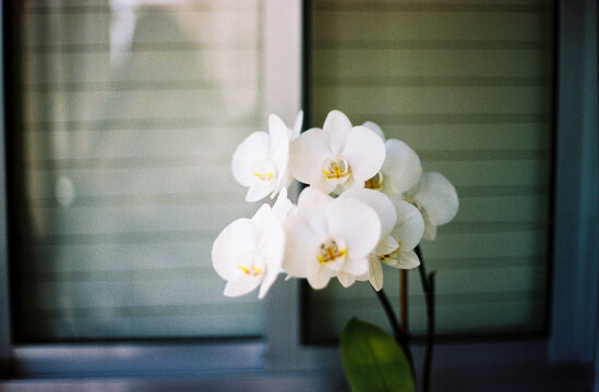 White orchid bloom in front of a window on analog film