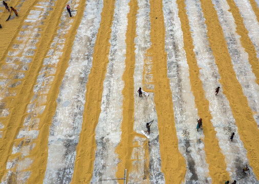 Brahmanbaria, Chittagong Division, Bangladesh - 15 August 2021: Aerial view of workers drying harvested rice grains in long parallel rows on a concrete courtyard.