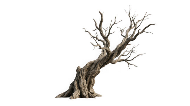Old gnarled leafless tree with twisted branches isolated on transparent background