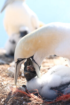 Northern Gannet feed chick at coastal breeding colony