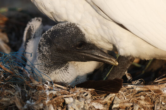 Northern gannet chick sheltered beneath parent at nest