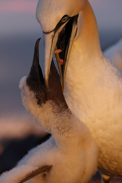 Northern Gannet feed chick in intimate wildlife portrait