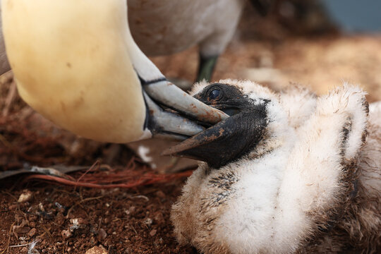 Northern gannet parent feed chick at nesting colony