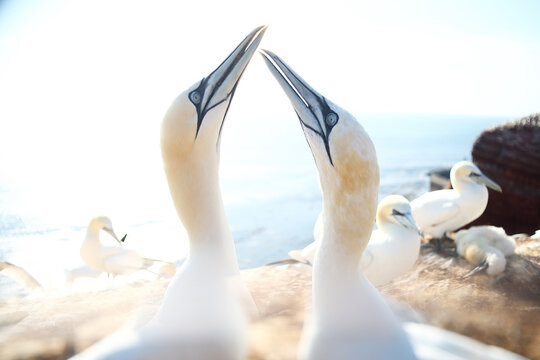 Northern gannet pair touching beaks at coastal colony