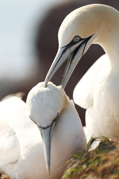 Northern gannet pair in intimate wildlife portrait