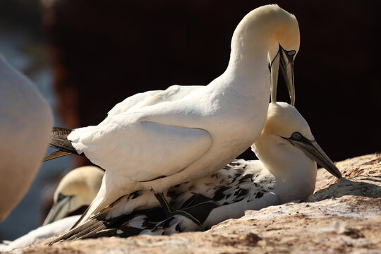 Northern gannet pair nesting on coastal cliff