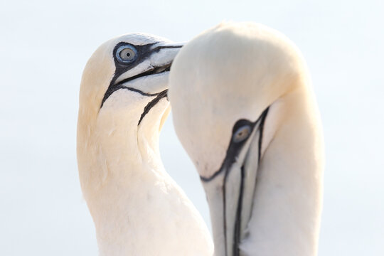 Northern gannet pair in intimate seabird portrait