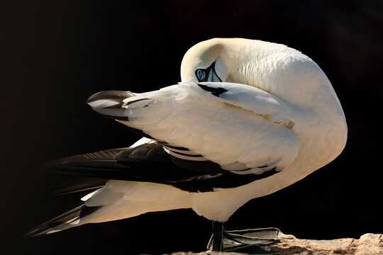 Northern Gannet portrait with head tucked beneath wing