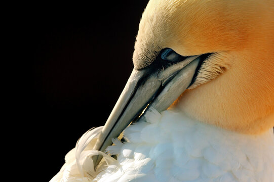 Northern Gannet preening feathers in close-up portrait