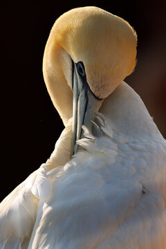 Northern Gannet portrait with curved neck and feather detail