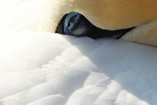 Northern gannet portrait with tucked head and feather detail