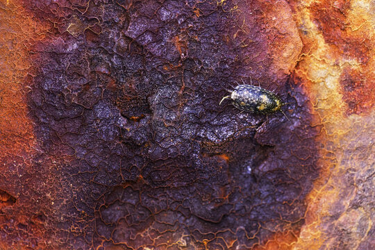 Woodlouse on colorful oxidized metal surface texture