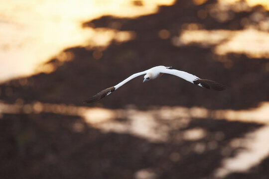 Northern gannet glide over golden coastal water at sunset