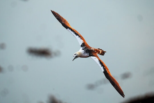 Northern gannet soaring above the ocean with outstretched wings
