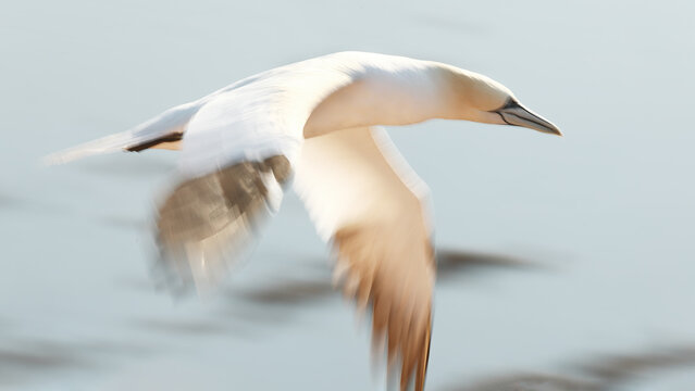 Northern gannet in flight above calm sea water