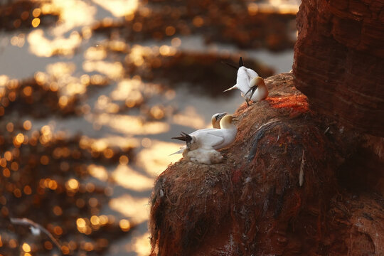 Northern gannet pair on rocky coast at sunset