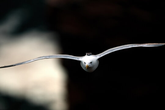 Northern gannet in flight against a dark coastal background