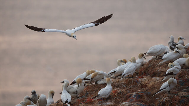 Northern gannet colony on coastal cliff with flying bird