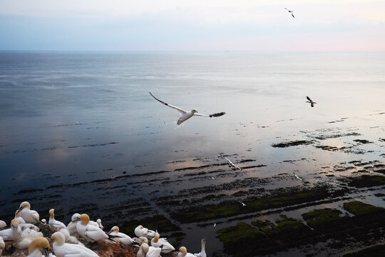 Northern gannet colony above a calm coastal shoreline