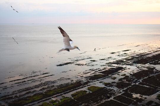 Northern gannet fly over rocky shoreline at dawn