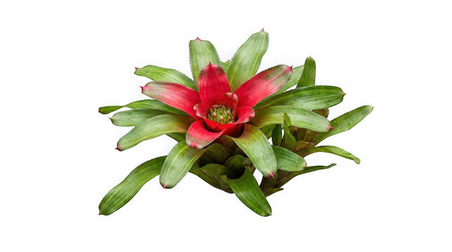 Vibrant bromeliad plant with red center and green leaves isolated on transparent background