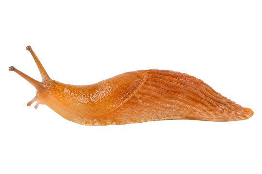 Single orange-brown garden slug with visible tentacles and a textured body, captured in a side profile on a clean white background