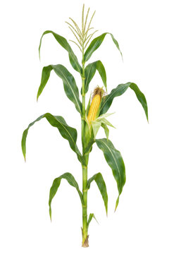 Vibrant green corn plant with a ripe yellow ear of corn and a tassel, isolated on a clean white background
