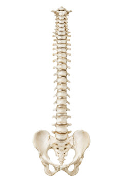 Anatomical human spine model with pelvis, showcasing the intricate bone structure and intervertebral discs on a clean white background