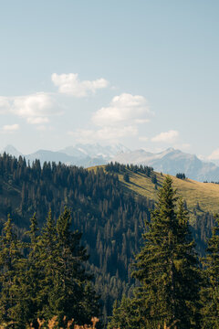 Alpine forest landscape at Augstmatthorn in switzerland