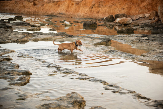 Brown dog explore shallow rocky stream in canyon