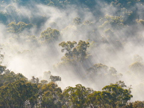 Fog drifting through gum trees in central Victoria