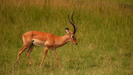 Graceful impala antelope passing through green savanna in Serengeti national park, Tanzania © Peter