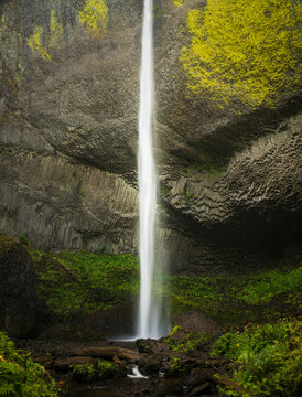 Latourell Falls cascades down a tall columnar basalt cliff surrounded by temperate forest in the Columbia River Gorge, Oregon.