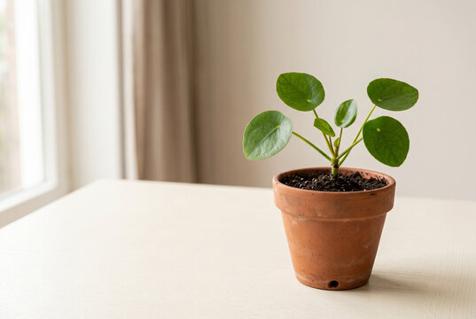 Young green plant in terracotta pot on neutral background
