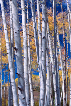 Aspen grove in autumn, San Juan Wilderness, Colorado