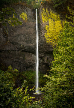 Latourell Falls cascades down a tall columnar basalt cliff surrounded by temperate forest in the Columbia River Gorge, Oregon.