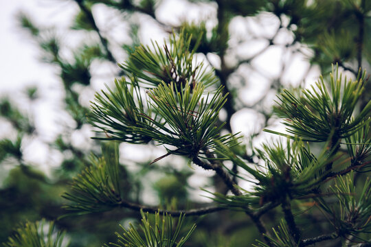 Close-up of pine branch with green needles in forest
