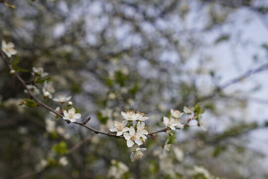 blooming cherry tree