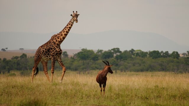 Giraffe and Hartebeest walking in the savannah in Masai Mara national park, Africa