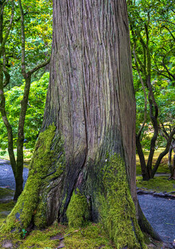 Moss covers the trunk and roots of a mature cedar tree growing along a gravel path in the Portland Japanese Garden in Oregon.