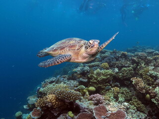 A beautiful green sea turtle swimming over a colorful coral reef in the deep blue ocean water © SMSafiqul