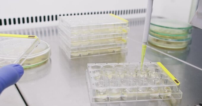 A scientist performs a viral titration in a buffer by transferring a volume of virus-containing liquid from one well of an immunological plate to another.