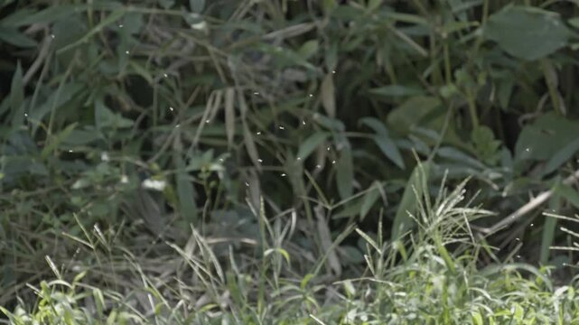 Swarm of non biting midges flying in a spiral vortex pattern over green grass foliage.