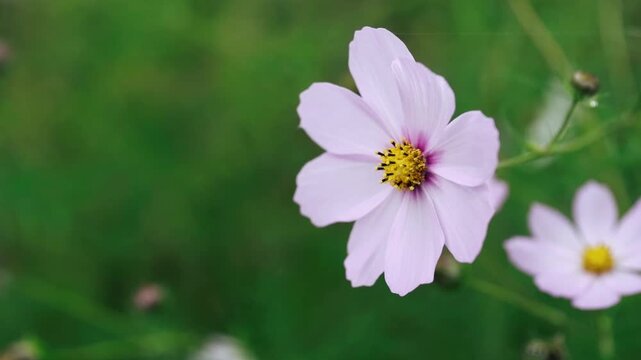 Delicate pale pink cosmos flower gently moving in the breeze against a lush green background. Soft slow motion footage with shallow depth of field and a peaceful natural atmosphere