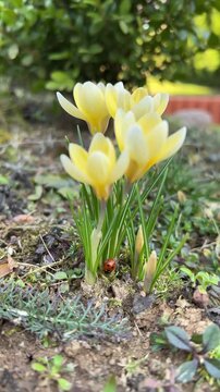 Ladybug crawling among yellow crocus flowers in spring garden, vertical 4K