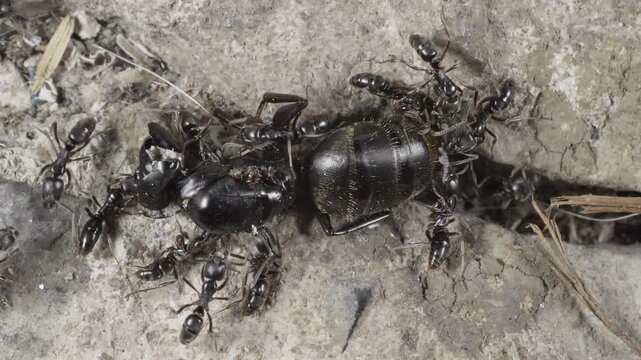 Overhead view of black worker ants executing a rival queen ant